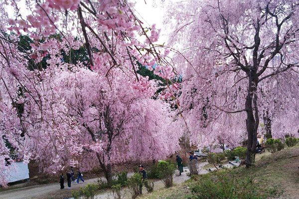 高見の郷の枝垂れ桜